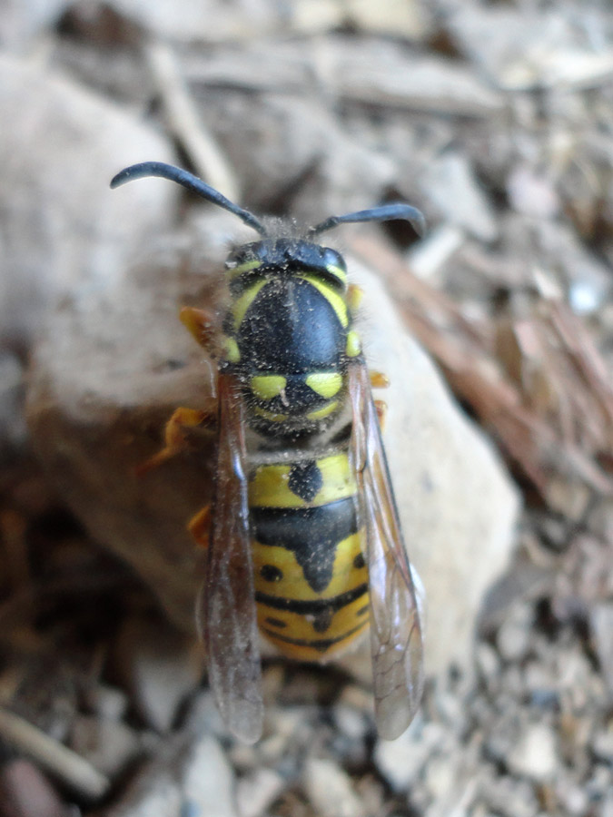 Vespula germanica